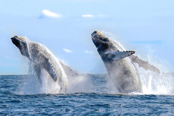 Los Cabos Whale Watching & Snorkel Adventure with Food & Drinks - Starting at the Cabo San Lucas marina