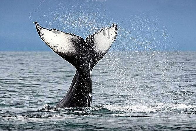 Los Cabos Whale Watching & Snorkel Adventure with Food & Drinks - Snorkeling, paddleboarding, and the floating mat