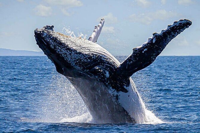 Los Cabos Whale Watching & Snorkel Adventure with Food & Drinks - Ceviche, fajitas, and drinks on board