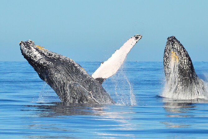 Los Cabos Whale Watching & Snorkel Adventure with Food & Drinks - Who will enjoy this Cabo outing most