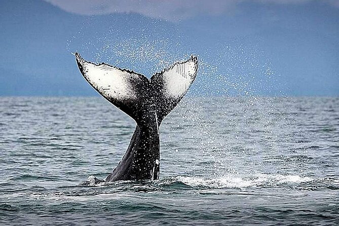 Los Cabos Whale Watching & Snorkel Adventure with Food & Drinks - Searching for whales from a private yacht