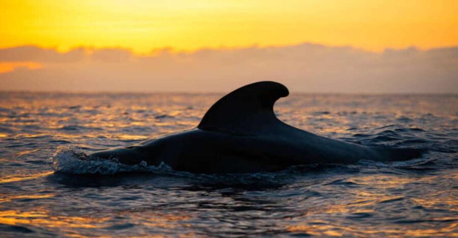 Los Cristianos: Eco Yacht Whale Watching Tour at Sunset - Key points to know before booking