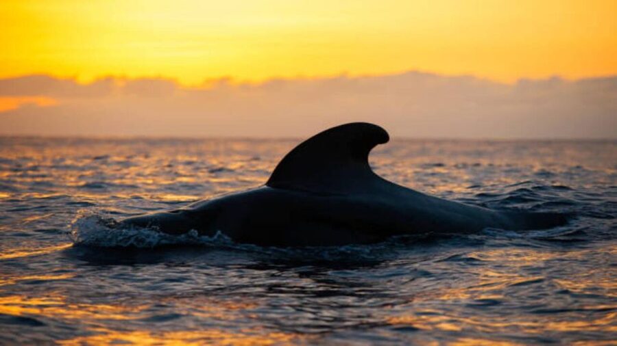 Los Cristianos: Eco Yacht Whale Watching Tour at Sunset - What the Los Cristianos sunset cruise is really like