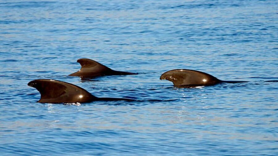 Los Cristianos: Eco Yacht Whale Watching Tour at Sunset - The wildlife search off Los Cristianos