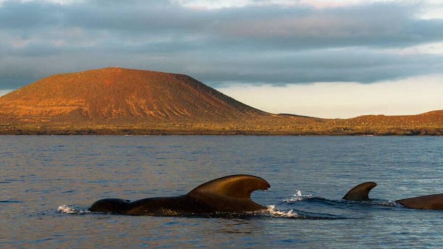 Los Cristianos: Eco Yacht Whale Watching Tour at Sunset - How the route unfolds in 90 minutes