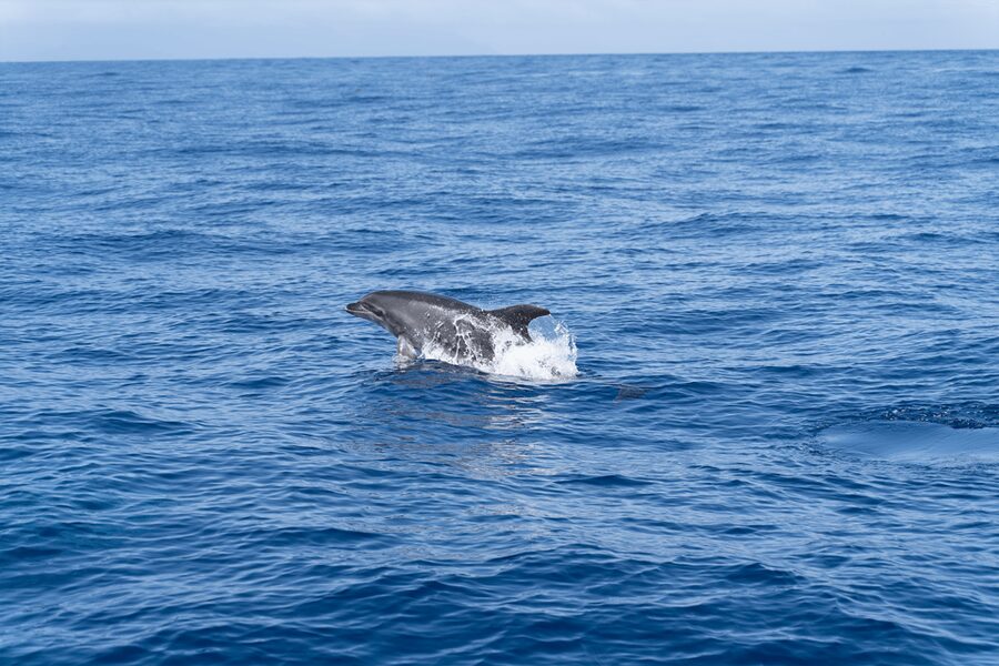 Los Gigantes: Sailing Excursion with Swimming, Drink & Tapas - Following the red cliffs and sheltered coves