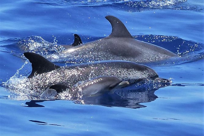 Los Gigantes Whale Watching Charter by Sail Boat - Key points to know before booking