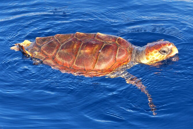 Los Gigantes Whale Watching Charter by Sail Boat - Setting sail from Puerto de Los Gigantes