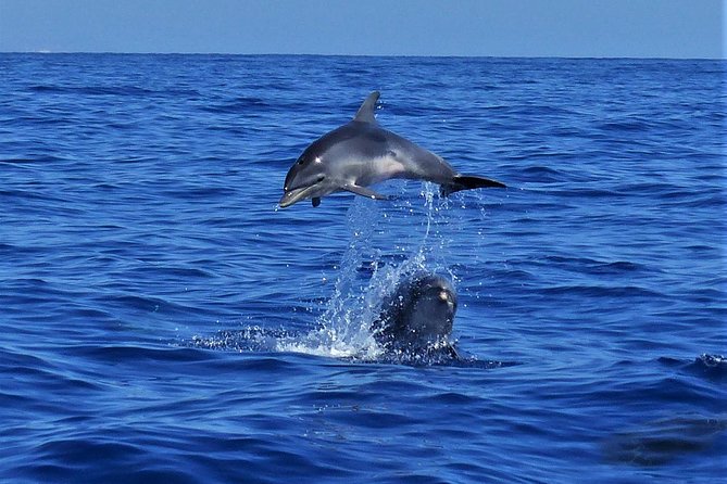 Los Gigantes Whale Watching Charter by Sail Boat - Swimming and snorkeling near the cliffs
