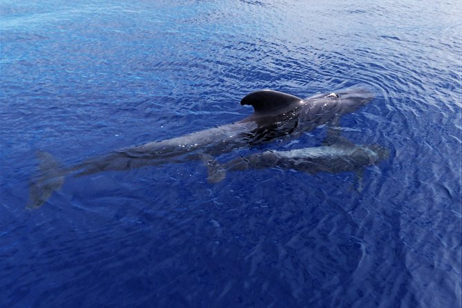 Los Gigantes Whale Watching Charter by Sail Boat - Booking, cancellation, and practical details