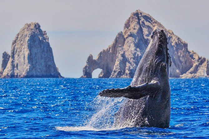 Luxury Catamaran Whale Watching Cabo San Lucas - At a Glance: What Makes This Cruise Worth Considering