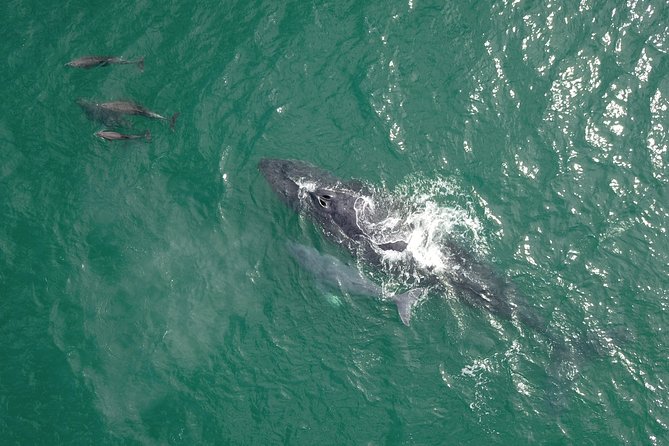 Luxury Catamaran Whale Watching Cabo San Lucas - Two Hours on the Sea of Cortez