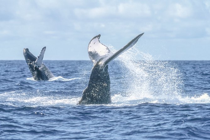 Luxury Catamaran Whale Watching Cabo San Lucas - Food, Drinks, and the Meaning of Luxury