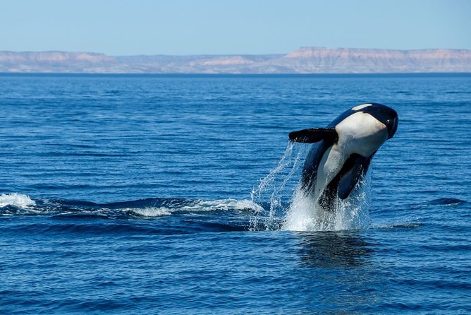 Luxury Catamaran Whale Watching Cabo San Lucas - Comfort, Safety, and Access on the Boat