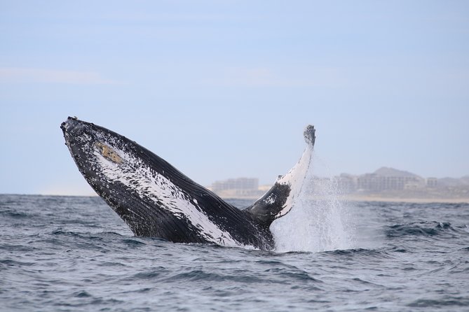 Luxury Catamaran Whale Watching Cabo San Lucas - How Reliable Are the Whale Sightings?