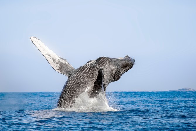 Luxury Catamaran Whale Watching Cabo San Lucas - Is $129 a Fair Price?