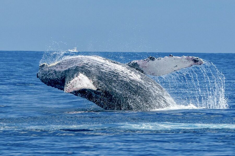 Ma'alaea Harbor: Whale Watching Tour Aboard Power Catamaran - Why Maalaea Bay is one of Maui’s best whale-watching bases