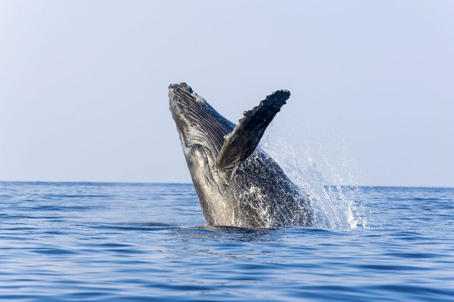 Ma'alaea Harbor: Whale Watching Tour Aboard Power Catamaran - The whale behaviors worth watching for