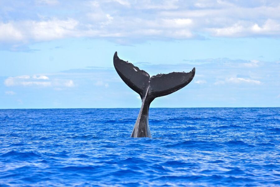 Ma'alaea Harbor: Whale Watching Tour Aboard Power Catamaran - Hearing whale songs through the hydrophone