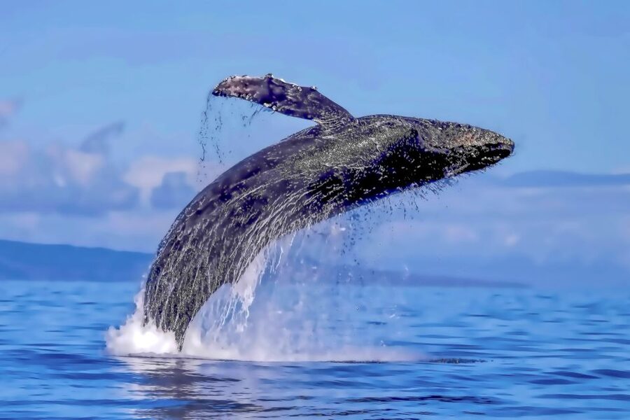 Ma'alaea Harbor: Whale Watching Tour Aboard Power Catamaran - Is $49 a good value for two hours?