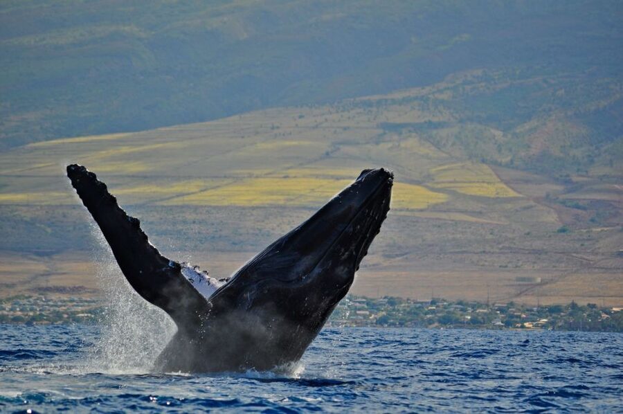 Ma'alaea Harbor: Whale Watching Tour Aboard Power Catamaran - Who will enjoy this whale cruise most?