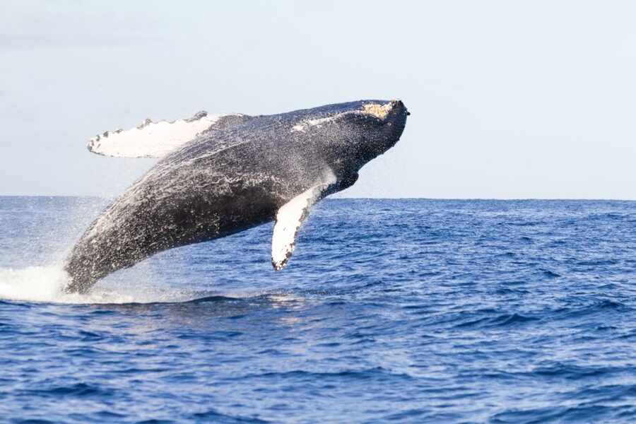Ma'alaea Harbor: Whale Watching Tour Aboard Power Catamaran - Boarding the spacious Quicksilver catamaran