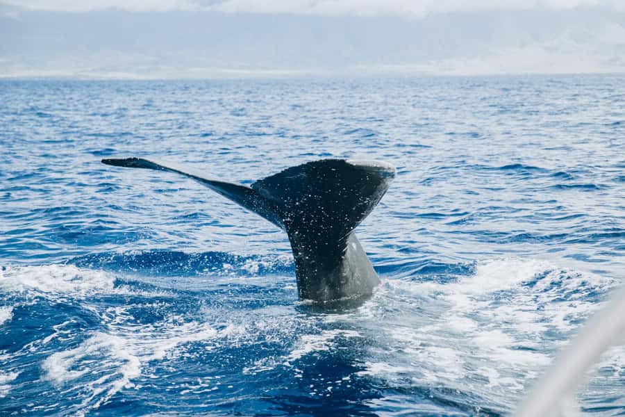 Maalaea: West Maui Snorkeling & Sailing Day Trip with Lunch - Is $200 a fair price?