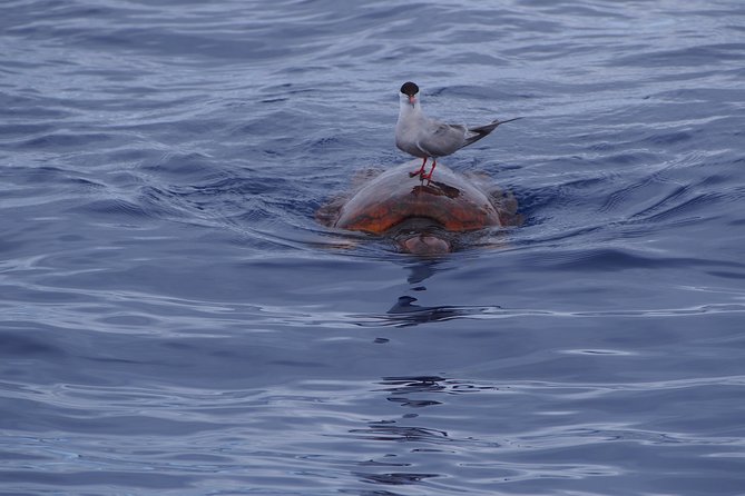 Madeira Dolphin and Whale Watching on a Ecological Catamaran - Is $42.33 good value?