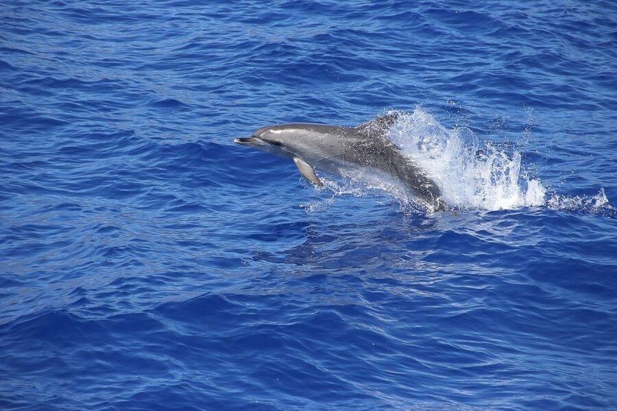 Madeira: Funchal Sunset Tour by Catamaran - How rough is the ride?