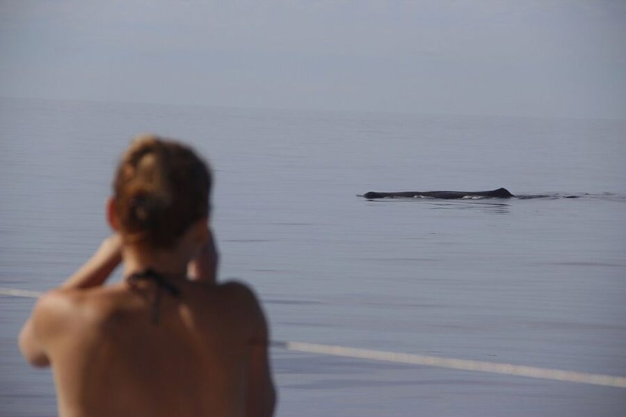 Madeira: Funchal Sunset Tour by Catamaran - Is $47 a fair price?