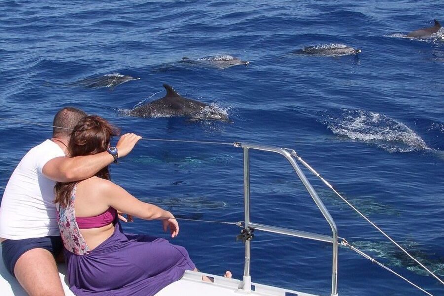 Madeira: Funchal Sunset Tour by Catamaran - Searching the south coast for dolphins and whales
