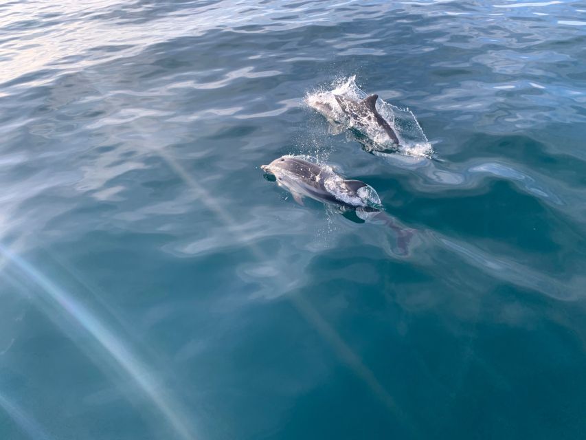 Marbella: Sailing & Dolphin Watching with Snacks and Drinks - Choosing between shared and private sailing