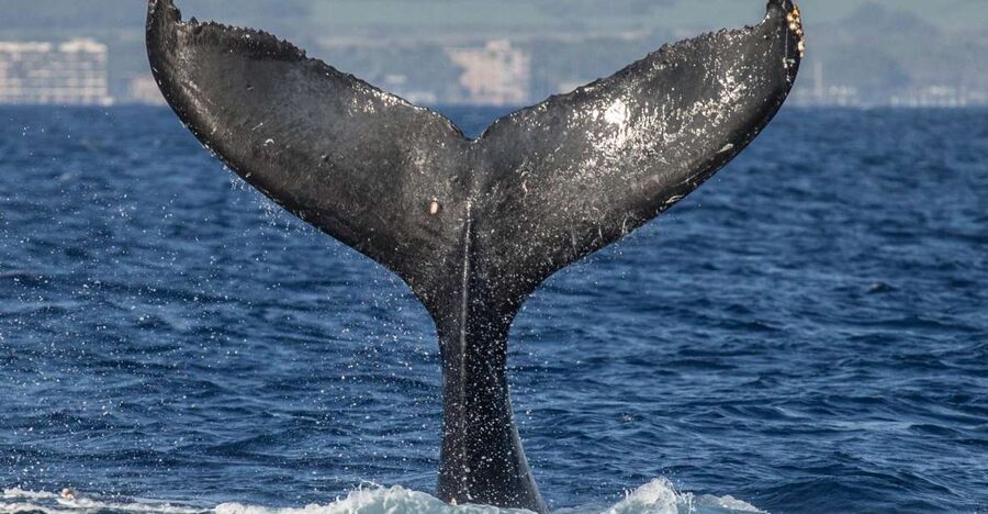Maui: Deluxe Whale Watch Sail & Lunch from Ma<code>alaea Harbor – Key Points at a Glance’ /></p>
<ul>
<li><strong>Whales and underwater songs:</strong> Use the onboard hydrophone to hear humpback whales beneath the boat.</li>
<li><strong>A 2.5-hour ocean cruise:</strong> The boat leaves Maui Harbor Shops at Maalaea Harbor and returns there after whale watching.</li>
<li><strong>Fresh island-style lunch:</strong> Expect fruit, sliders, salads, hummus, crostini, bruschetta, brownies, and unlimited nonalcoholic drinks.</li>
<li><strong>Family learning:</strong> Children can take part in the onboard Jr. Naturalist Program.</li>
<li><strong>Conservation with your fare:</strong> Pacific Whale Foundation uses profits to support ocean research, education, and conservation.</li>
<li><strong>A practical safety net:</strong> If you do not see whales, you can go again within one year on a cruise of equal or lesser value.</li>
</ul>
<h2>Setting Out from Maalaea Harbor</h2>
<p><img width="900" height="600" decoding="async" src=
