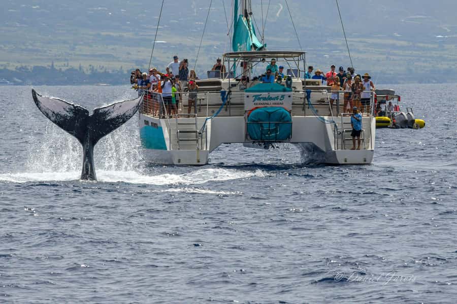 Maui: Ka'anapali Whale Watching Cruise on Luxury Sailboat - Leaving Ka’anapali Beach without a harbor transfer