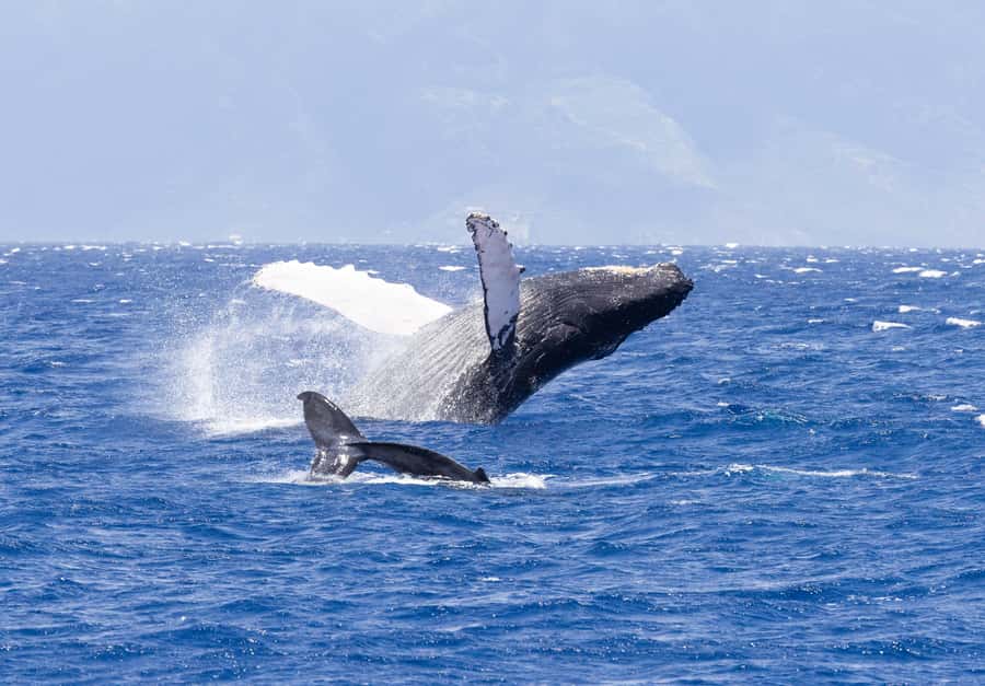 Maui: Ka'anapali Whale Watching Cruise on Luxury Sailboat - What the two-hour whale watch feels like