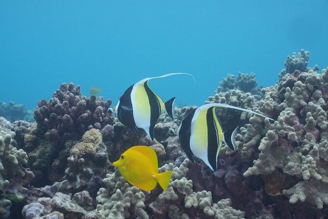 Maui: Molokini and Turtles Luxury Yacht Snorkel - The open bar is for after snorkeling