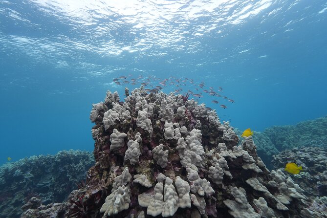Maui: Molokini and Turtles Luxury Yacht Snorkel - Is $263 a fair price?