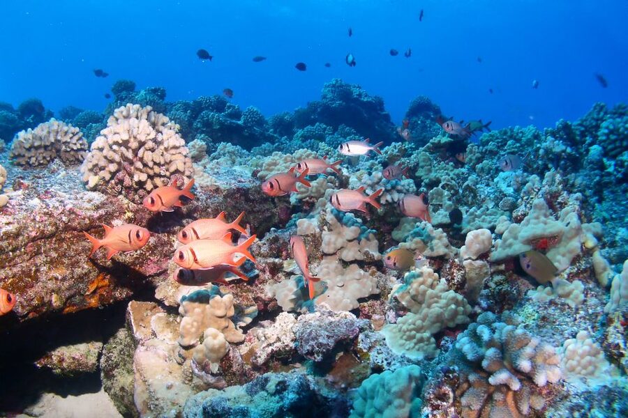 Maui: Molokini Snorkel and Performance Sail with Lunch - Why this Molokini trip feels different