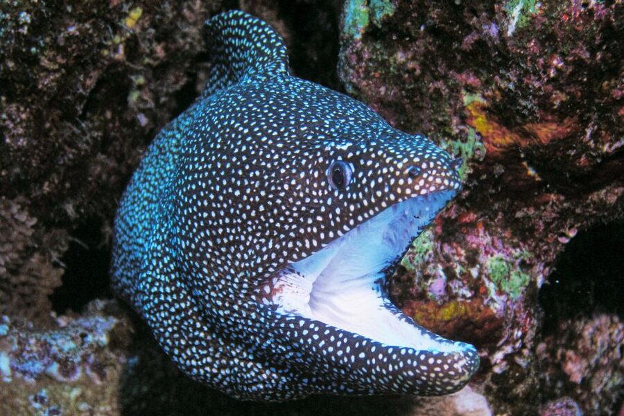 Maui: Molokini Snorkel and Performance Sail with Lunch - Snorkeling gear, water temperature, and comfort