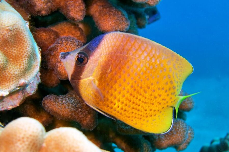 Maui: Molokini Snorkel and Performance Sail with Lunch - Who should book this excursion