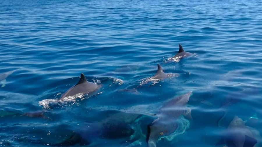 Mauritius: Private Catamaran Tour to île aux Cerfs - Dolphins and the wild side of the route