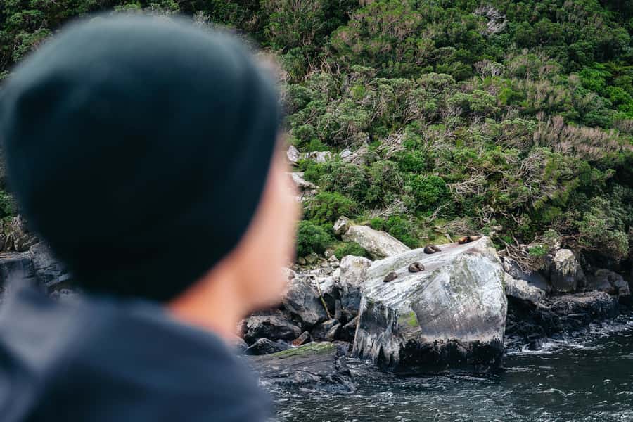 Milford Sound: Nature Cruise on a Modern Catamaran - Seals, dolphins, and a lucky penguin sighting