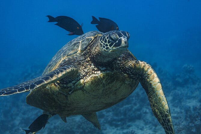 Moana’s Waikīkī Grand Guided Turtle Snorkel & Sailing Adventure - Turtle Canyon and the search for sea turtles