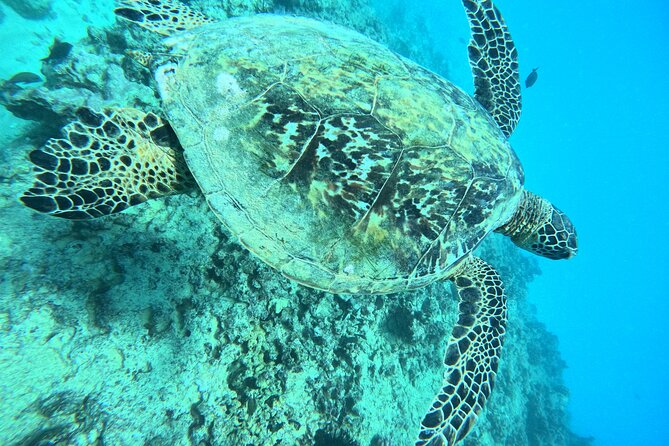 Moana’s Waikīkī Grand Guided Turtle Snorkel & Sailing Adventure - Choosing between the early and later departure