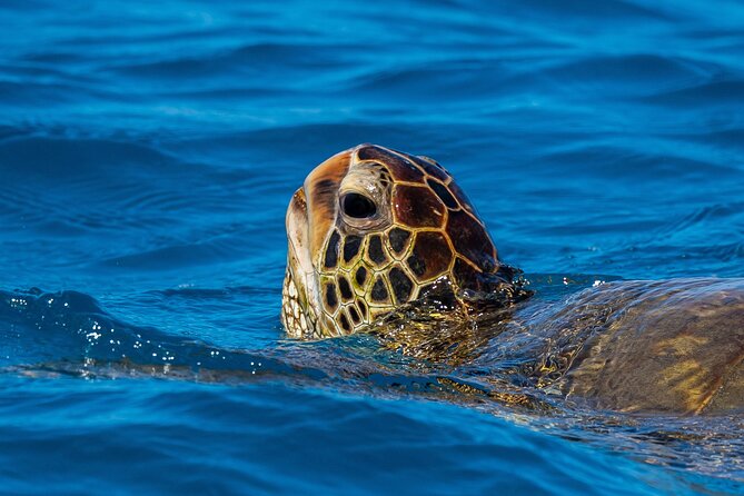Moana’s Waikīkī Grand Guided Turtle Snorkel & Sailing Adventure - What the boat adds to the experience