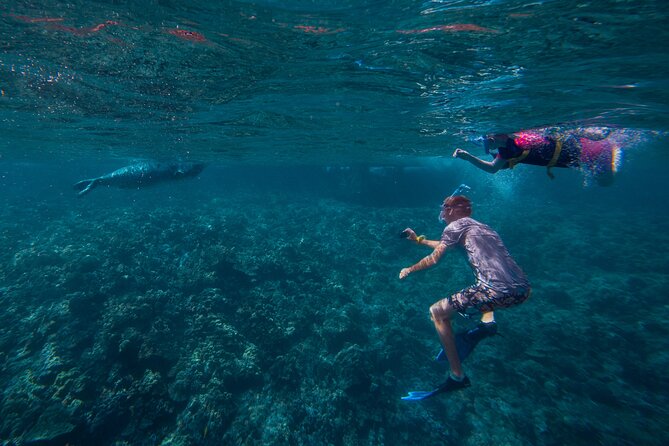 Molokini Snorkel and Performance Sail: Mā’alaea Harbor - Whales, dolphins, and the sailing season