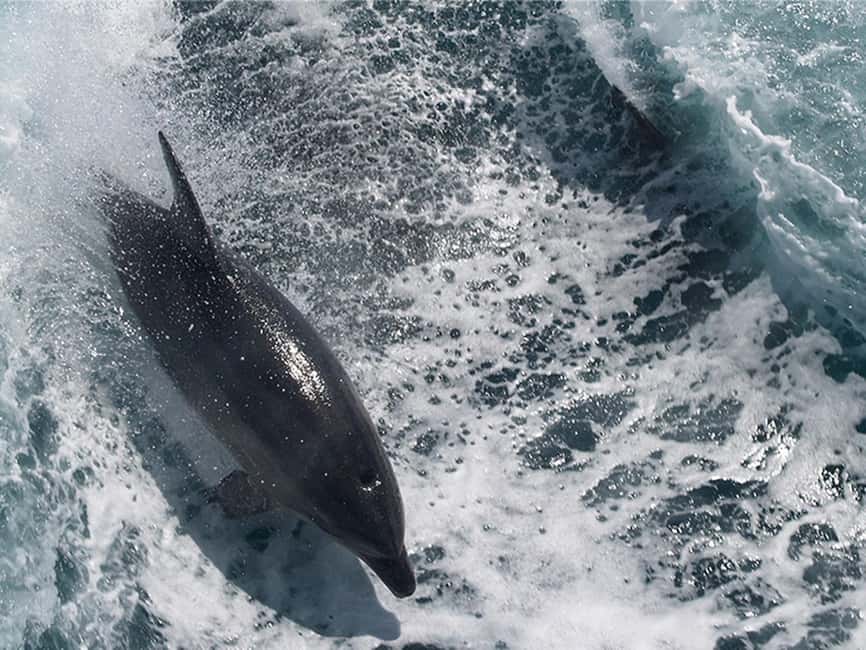 Naples: Catamaran Cruises with Wildlife Views - Watching for dolphins, manatees, turtles, and eagles