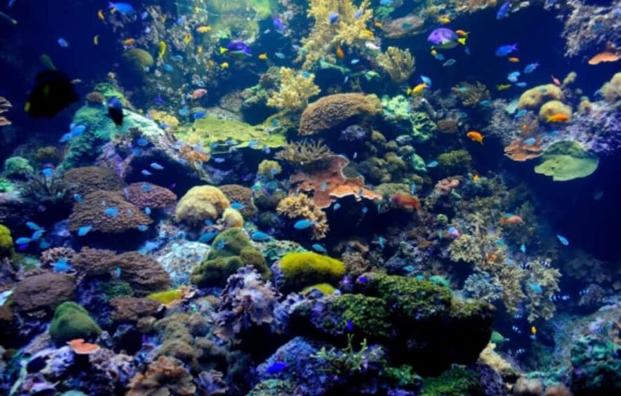 Nassau: Catamaran Sail and Snorkel Tour - A Reef Trip With a Party Boat Finish