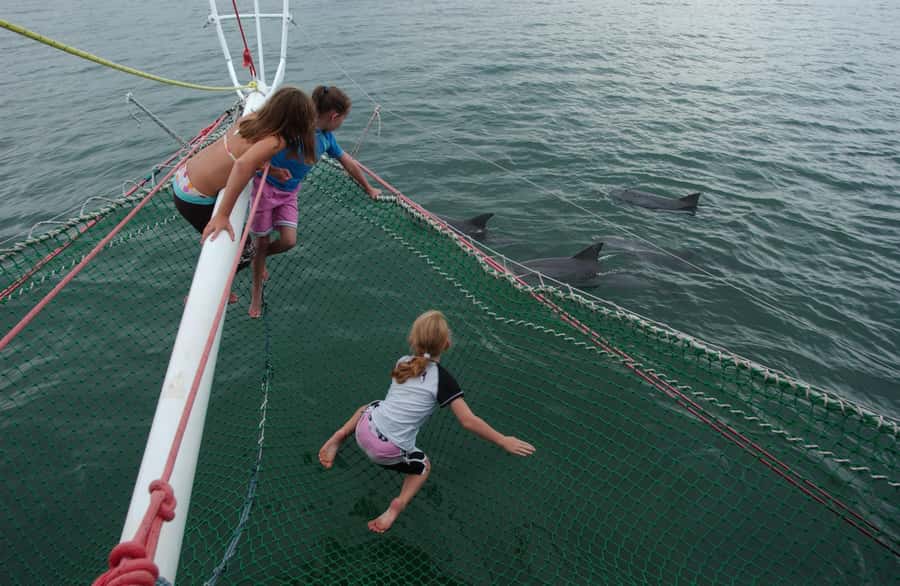 Nelson Bay: Dolphin Watch Cruise and Sail - Key points to know before you book