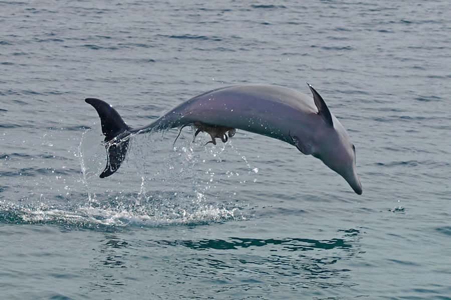 Nelson Bay: Dolphin Watch Cruise and Sail - Watching dolphins from the deck and bow net